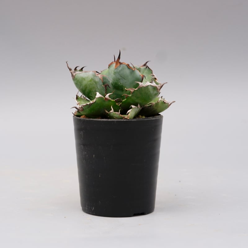 アガベ チタノタ ブラックアンドブルー Agave titanota BB 094 | Sun