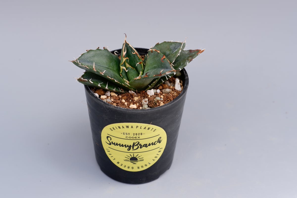 アガベ チタノタ 白鯨 アガベ・チタノタ白鯨（ボールタイプ）中-070｜agave titanota