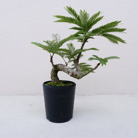 CATEGORY エバーフレッシュ | Sunny Branch