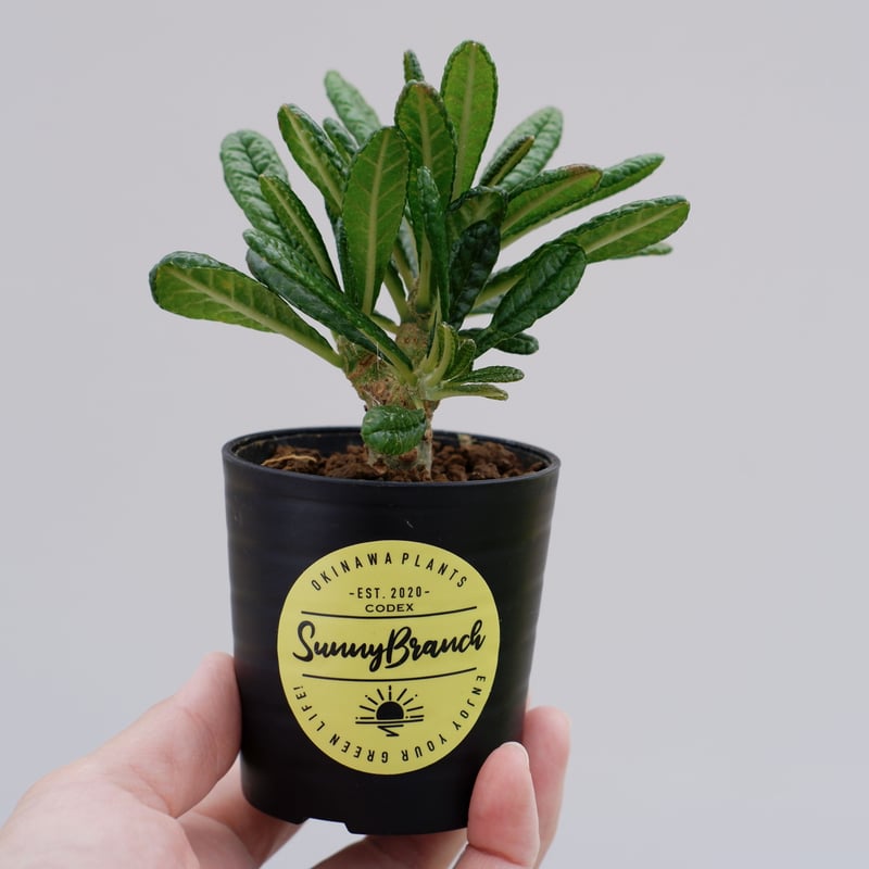 ドルステニア ギガス009 Dorstenia gigas | Sunny Branch