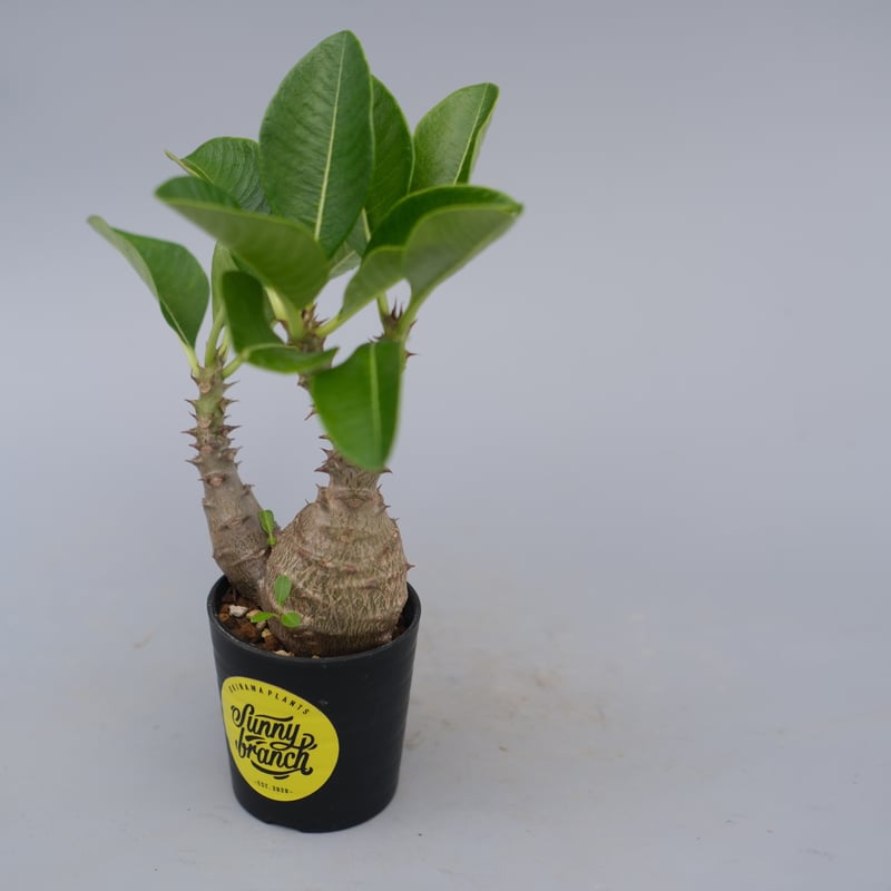 パキポディウム ウィンゾリー 実生株 073 Pachypodium windsorii