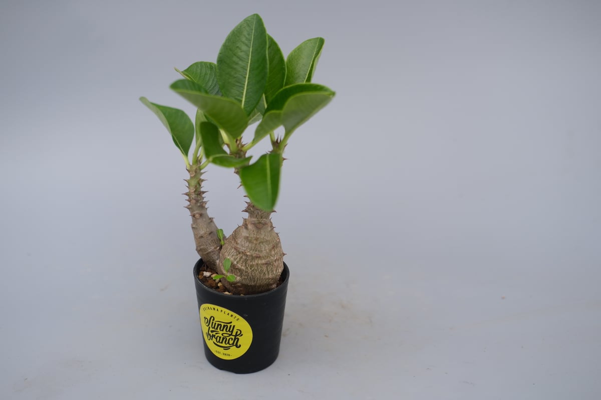 パキポディウム ウィンゾリー 実生株 073 Pachypodium windsorii |