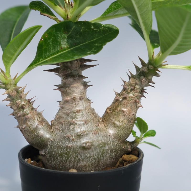 パキポディウム ウィンゾリー 実生株 069 Pachypodium windsorii |