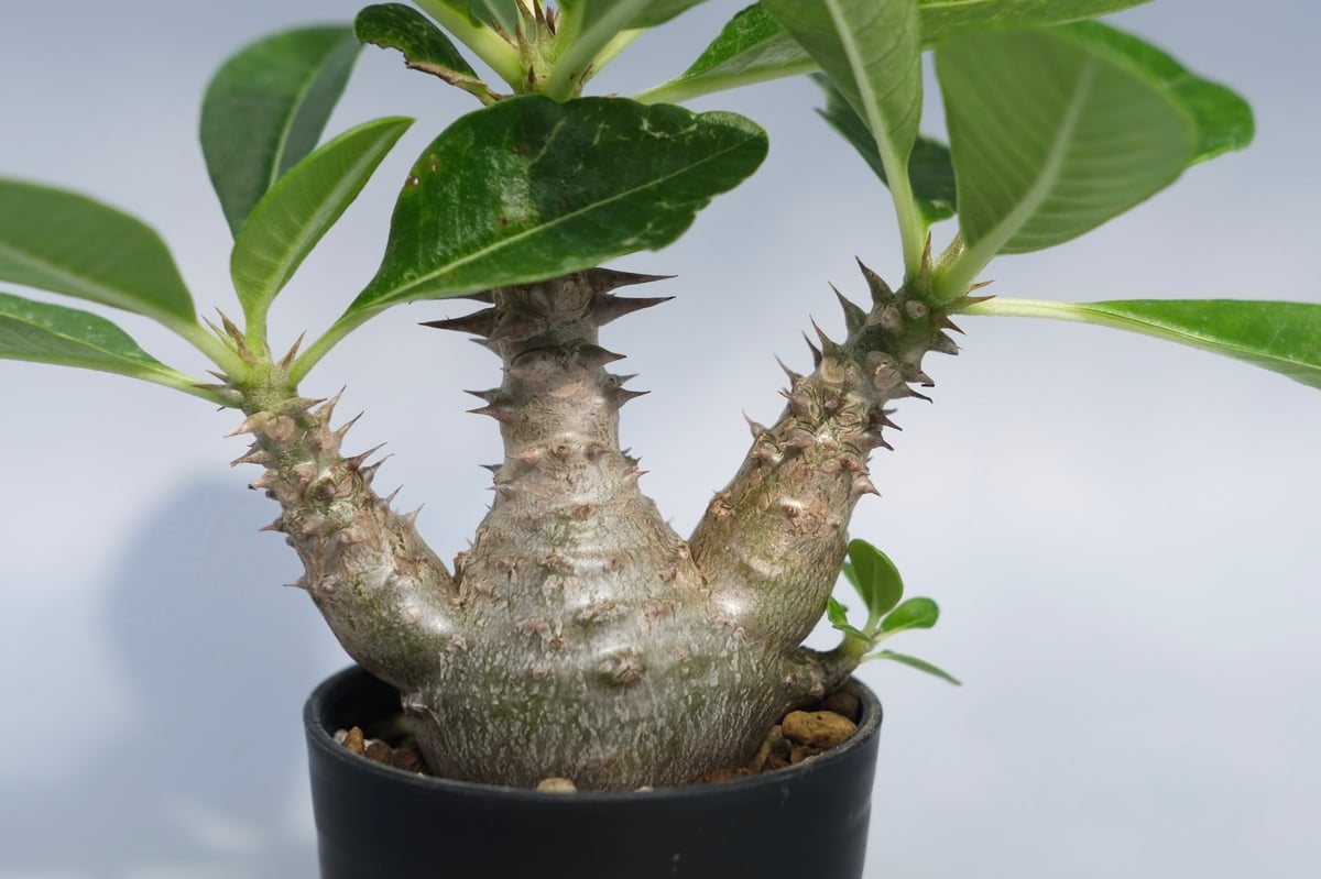 パキポディウム ウィンゾリー 実生株 069 Pachypodium windsorii |