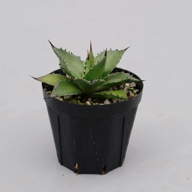 アガベ サロモニー・アガベ マグニフィカ 001 Agave salomonii Agave