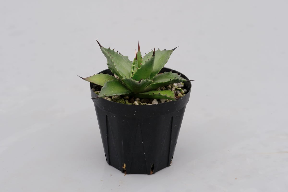 アガベ サロモニー・アガベ マグニフィカ 001 Agave salomonii Agave