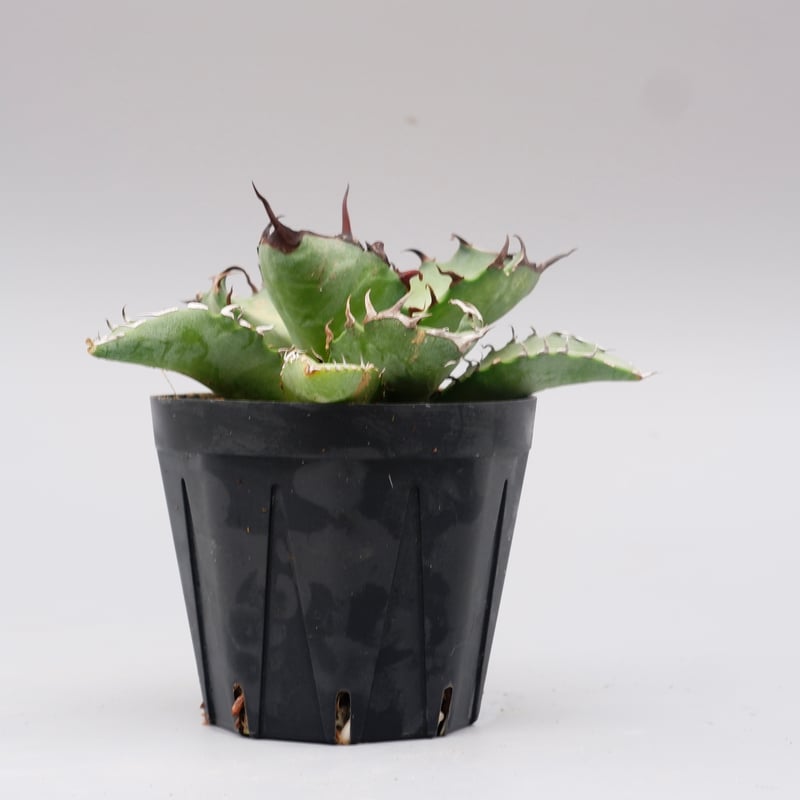 アガベ オテロイ 実生株 Agave oteroi seeding 102 | Sunny