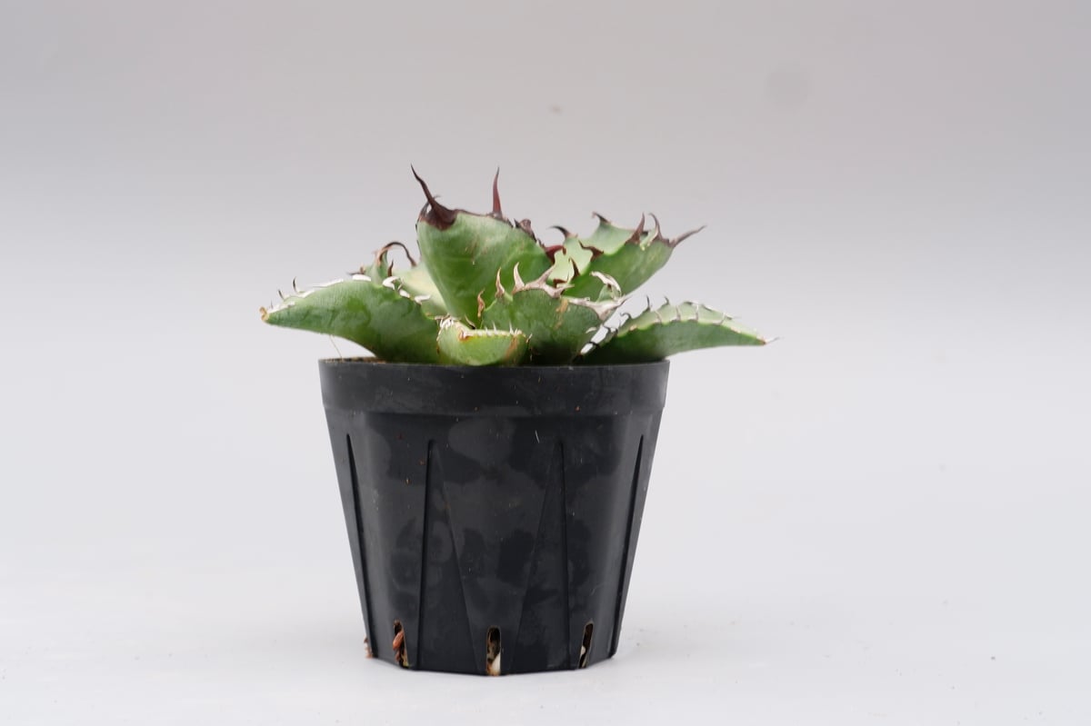 アガベ オテロイ 実生株 Agave oteroi seeding 102 | Sunny