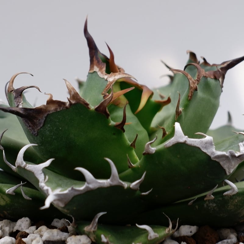 アガベ チタノタ ドワーフ 001 Agave titanota 'Dwarf' | Sun アガベ チタノタ ドワーフ 001 Agave titanota 'Dwarf' | Sun