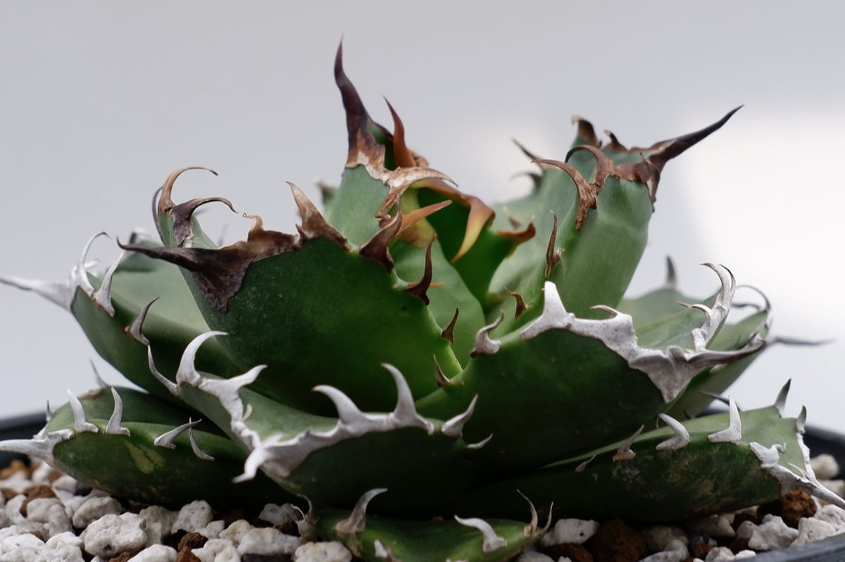 ★激選★アガベ チタノタ ドワーフ Agave Titanota dwarf