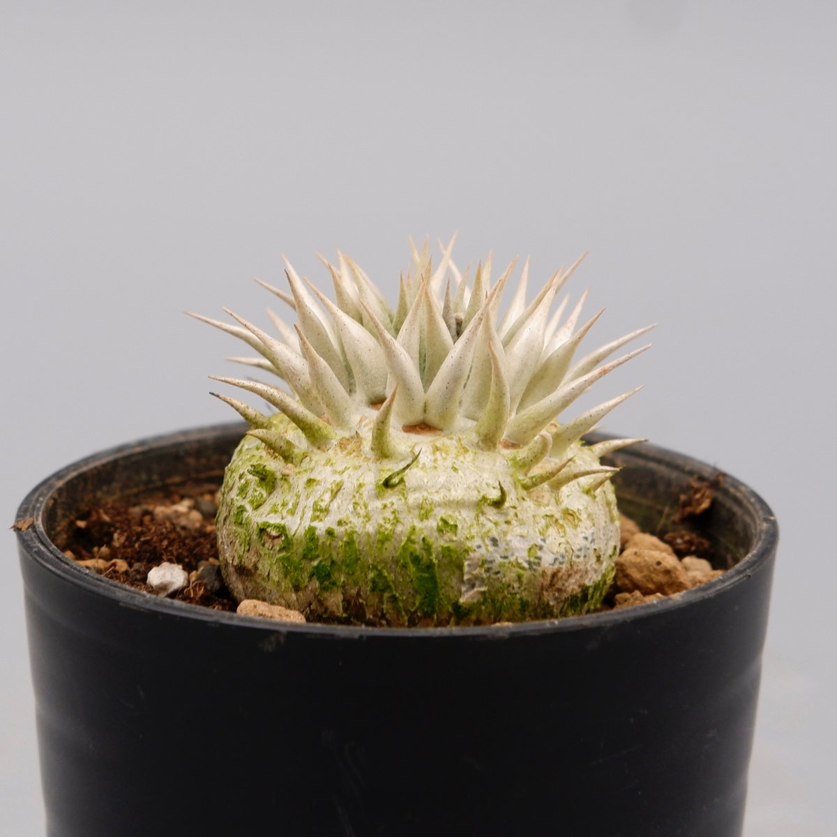 パキポディウム エニグマチカム 実生株 Pachypodium enigmaticum 003