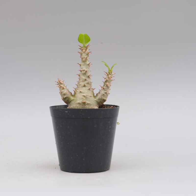 開花株　パキポディウム　ウィンゾリー　有望株 パキポディウム ウィンゾリー 実生株 028 Pachypodium windsorii |