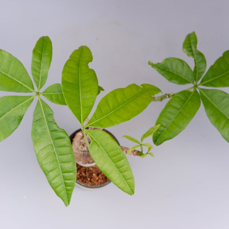 パキラ 曲がり仕立て 014 Pachira | Sunny Branch