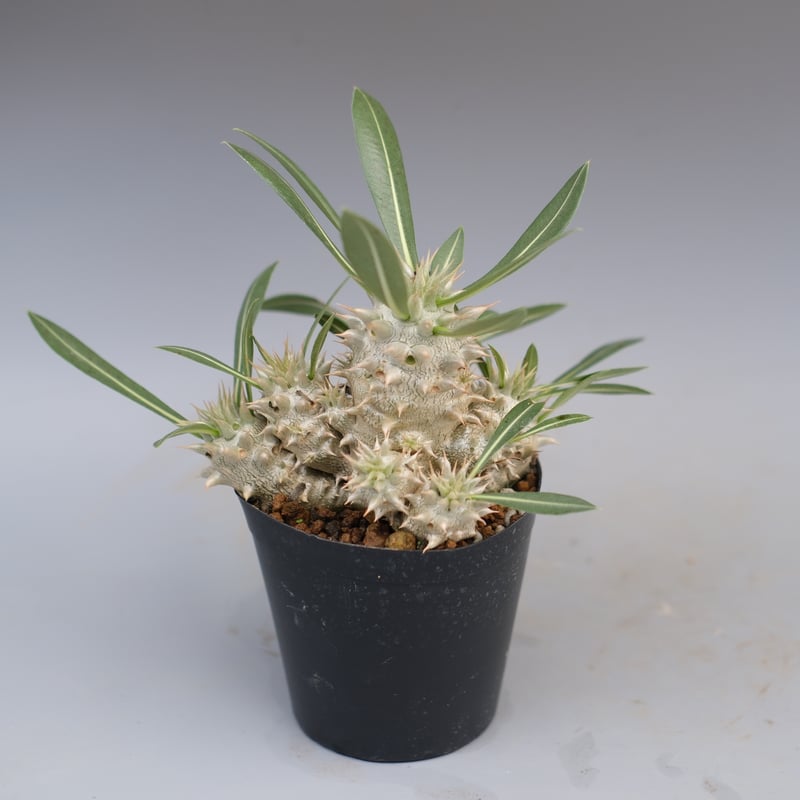 パキポディウム ホロンベンセ 実生株 005 Pachypodium horombense |