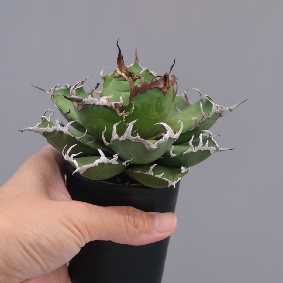 アガベ チタノタ シーザー Agave titanota caesar 195 | Sunny