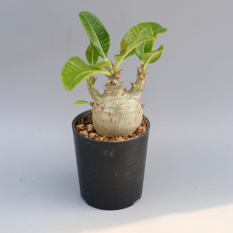 パキポディウム ウィンゾリー 実生株 097 Pachypodium windsorii |