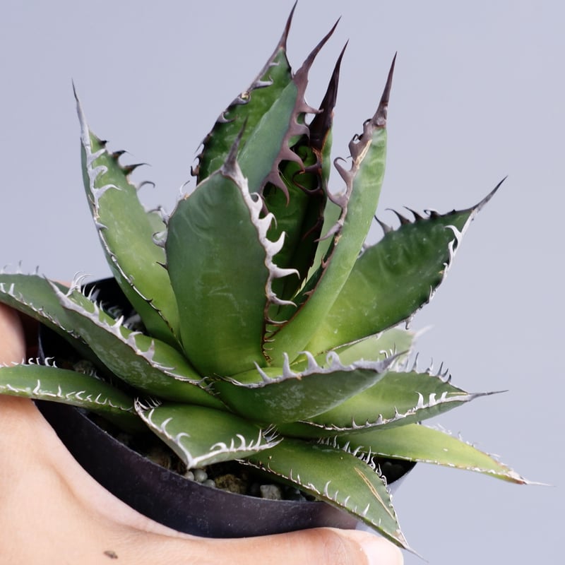 アガベ ホリダ 027 Agave horrida 強棘 | Sunny Branch アガベ ホリダ 027 Agave horrida 強棘 | Sunny Branch