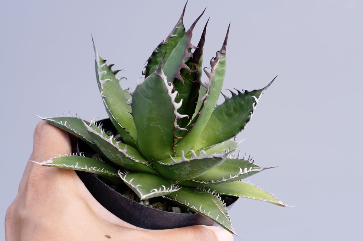 アガベ ホリダ 027 Agave horrida 強棘 | Sunny Branch アガベ ホリダ 027 Agave horrida 強棘 | Sunny Branch