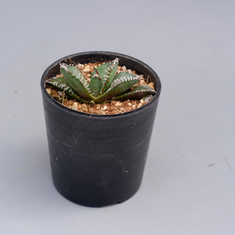 アガベ オテロイ 実生株 Agave oteroi seeding 085 | Sunny