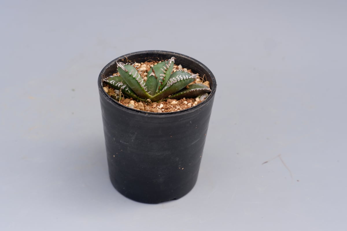 アガベ オテロイ 実生株 Agave oteroi seeding 085 | Sunny