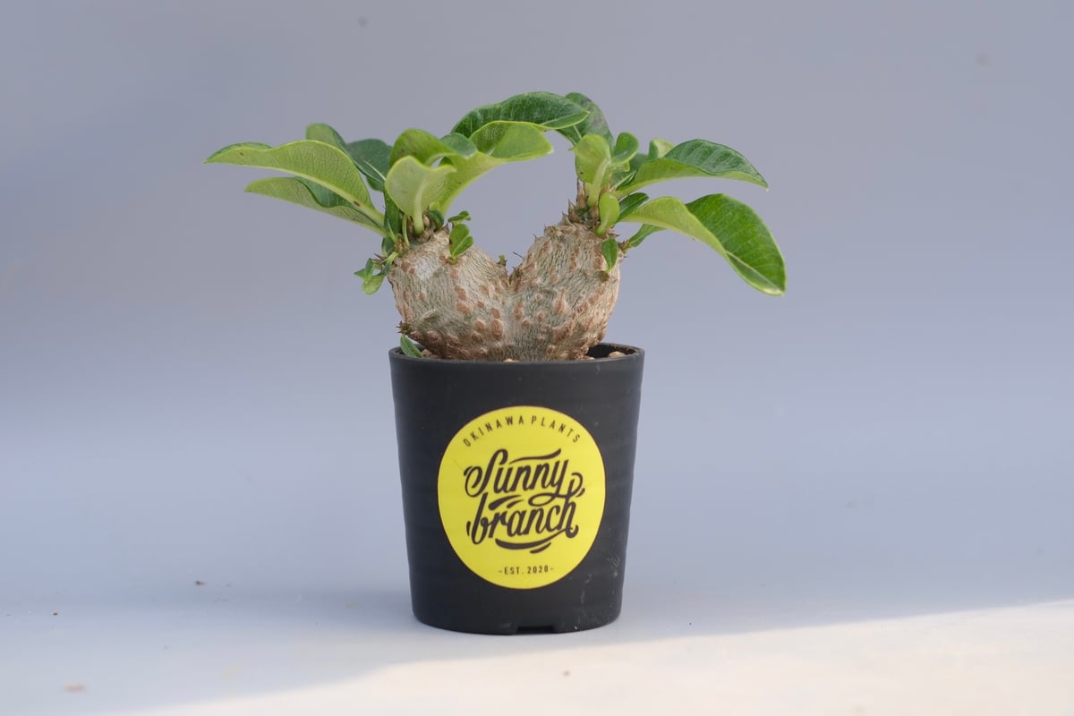 じぇむさんウィンゾリー パキポディウム ウィンゾリー 実生株 095 Pachypodium windsorii |