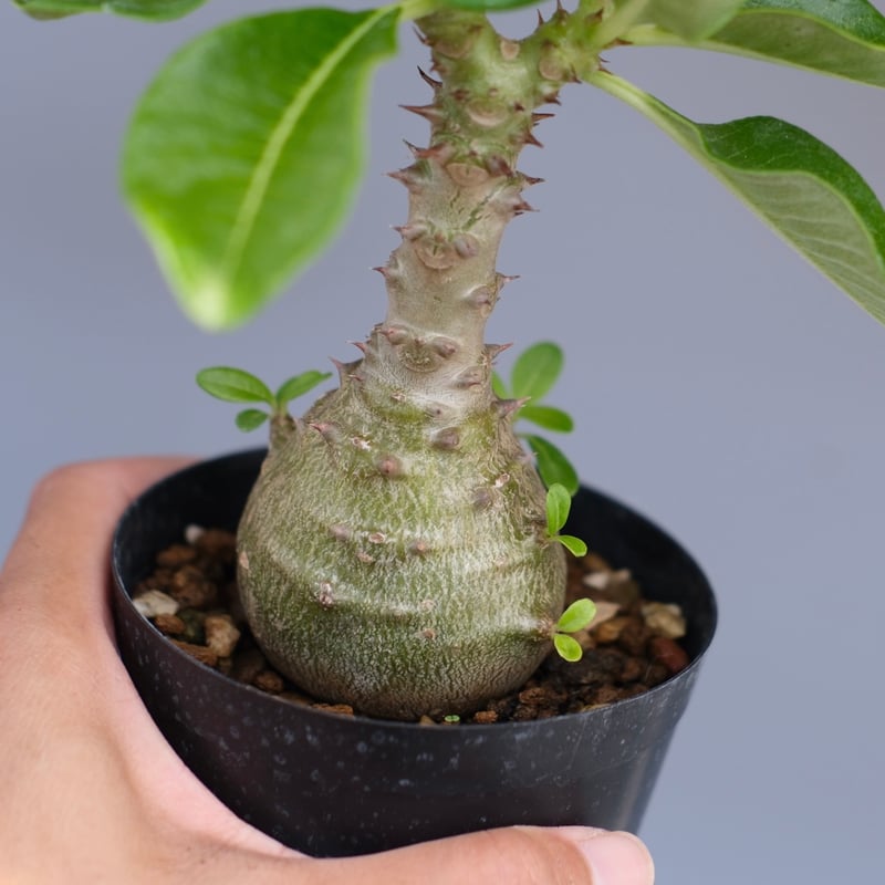 パキポディウム ウィンゾリー 実生株 065 Pachypodium windsorii |