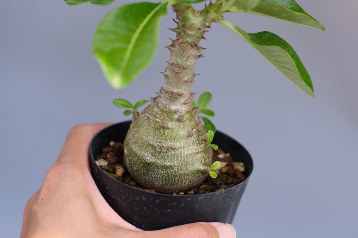 2パキポディウムウィンゾリー 国内実生株 パキポディウム ウィンゾリー 実生 | hanayoshi-botanical