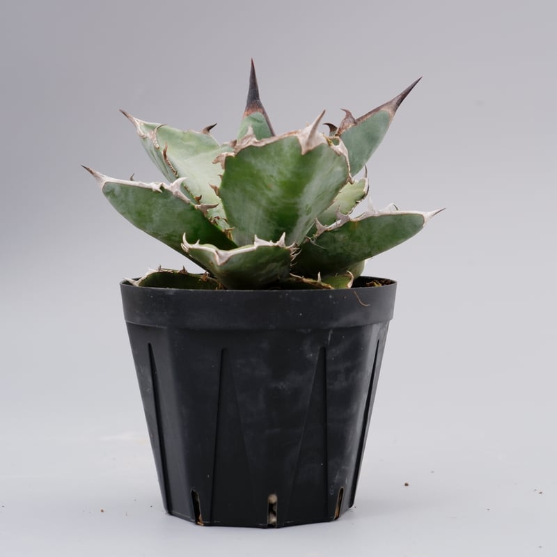 アガベ チタノタ ドワーフ 003 Agave titanota 'Dwarf' | Sunn