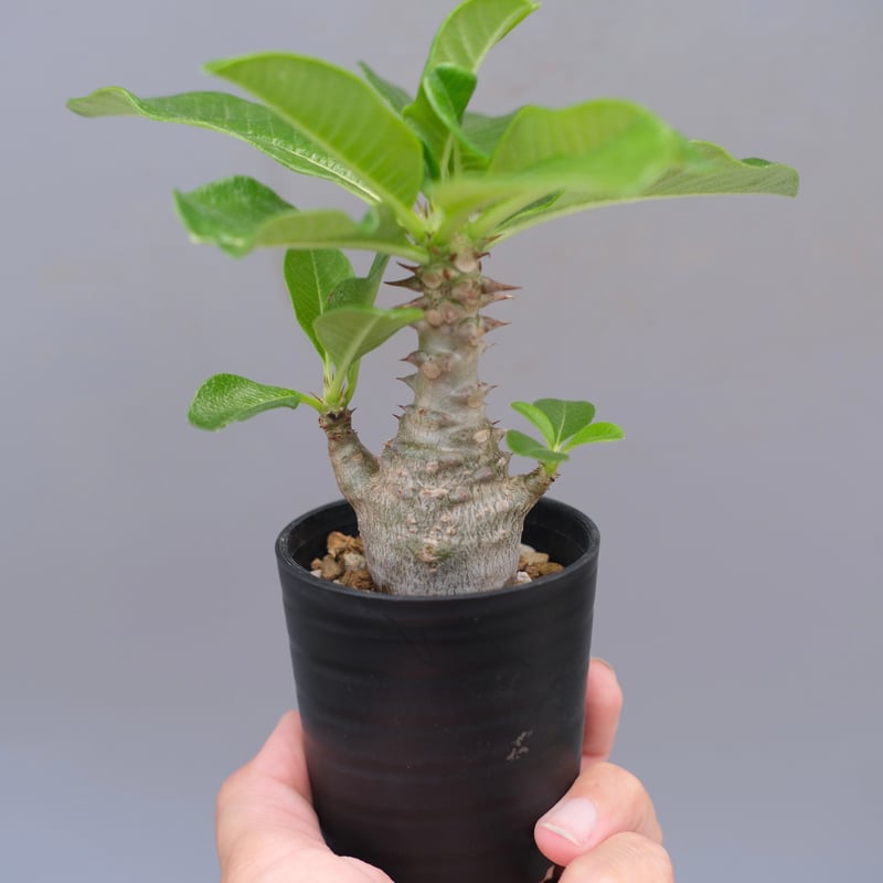 パキポディウム ウィンゾリー 実生株 057 Pachypodium windsorii