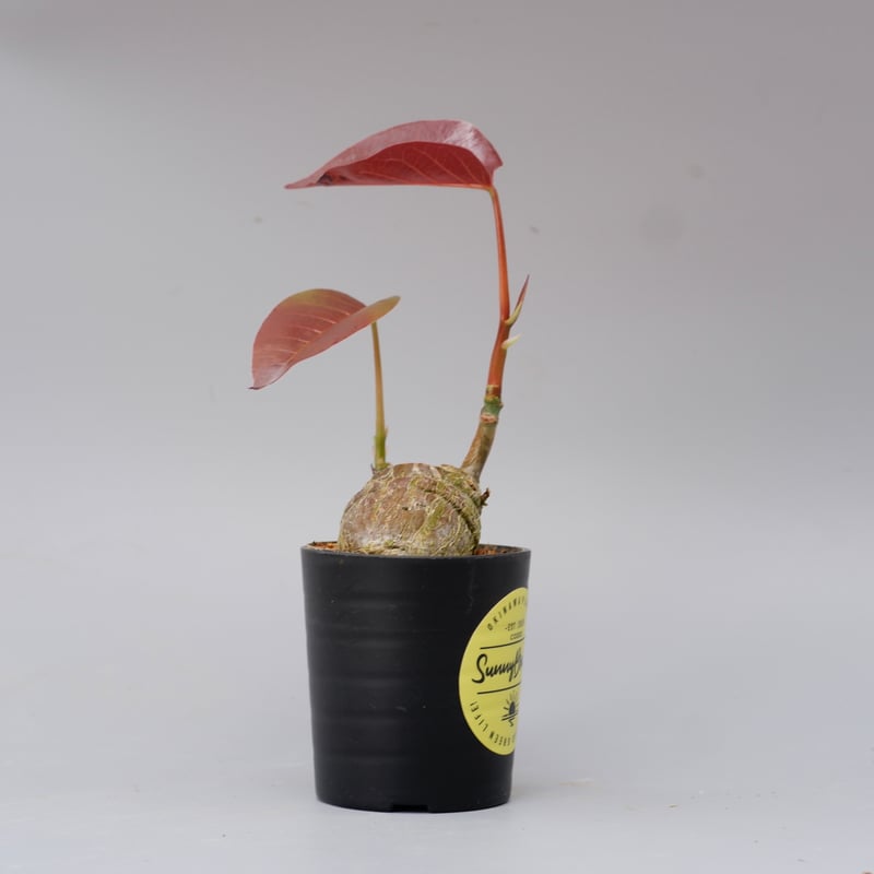 プセウド ボンバックス 012 Pseudobombax ellipticum | Sunny