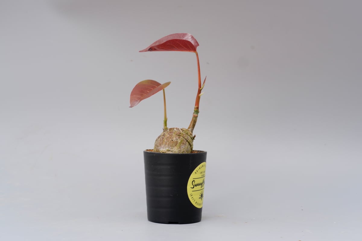 プセウド ボンバックス 012 Pseudobombax ellipticum | Sunny