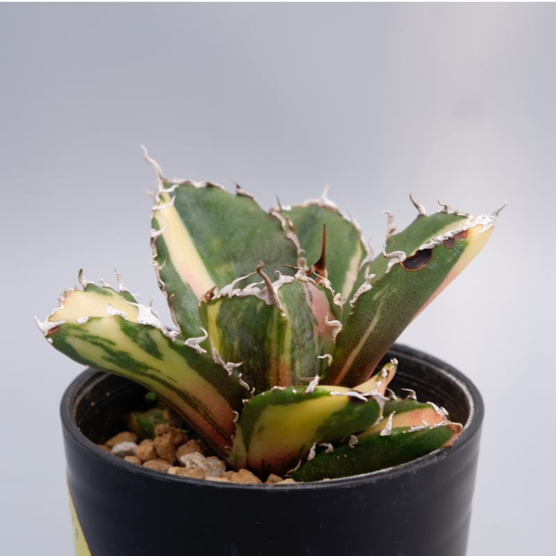 アガベ　チタノタ　斑入り　２つセット 赤猫のうっすら斑入り😸 #agave #agavetitanota