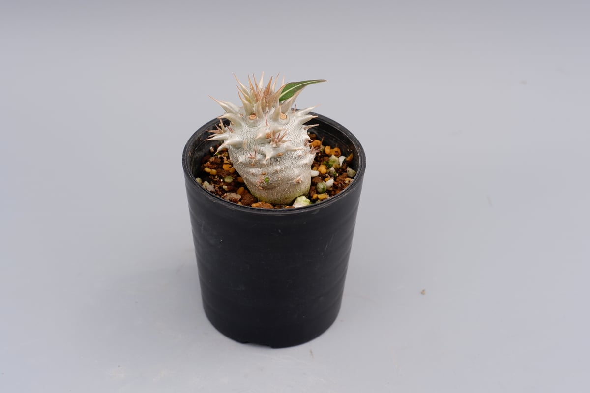 パキポディウム ロスラーツム 実生株 007 Pachypodium rosulatum