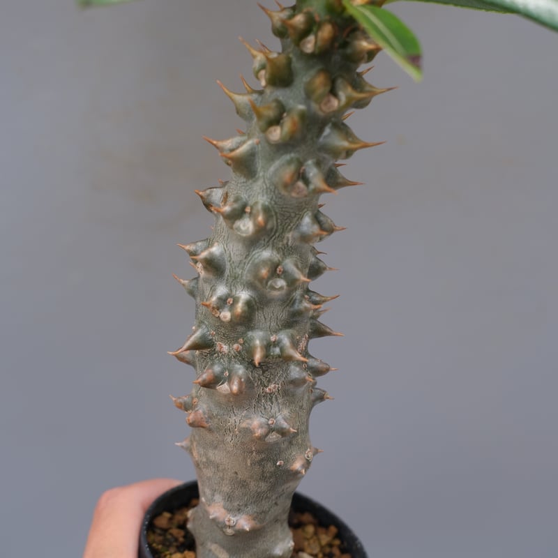 パキポディウム バロニー実生株035 Pachypodium baronii | Sunny