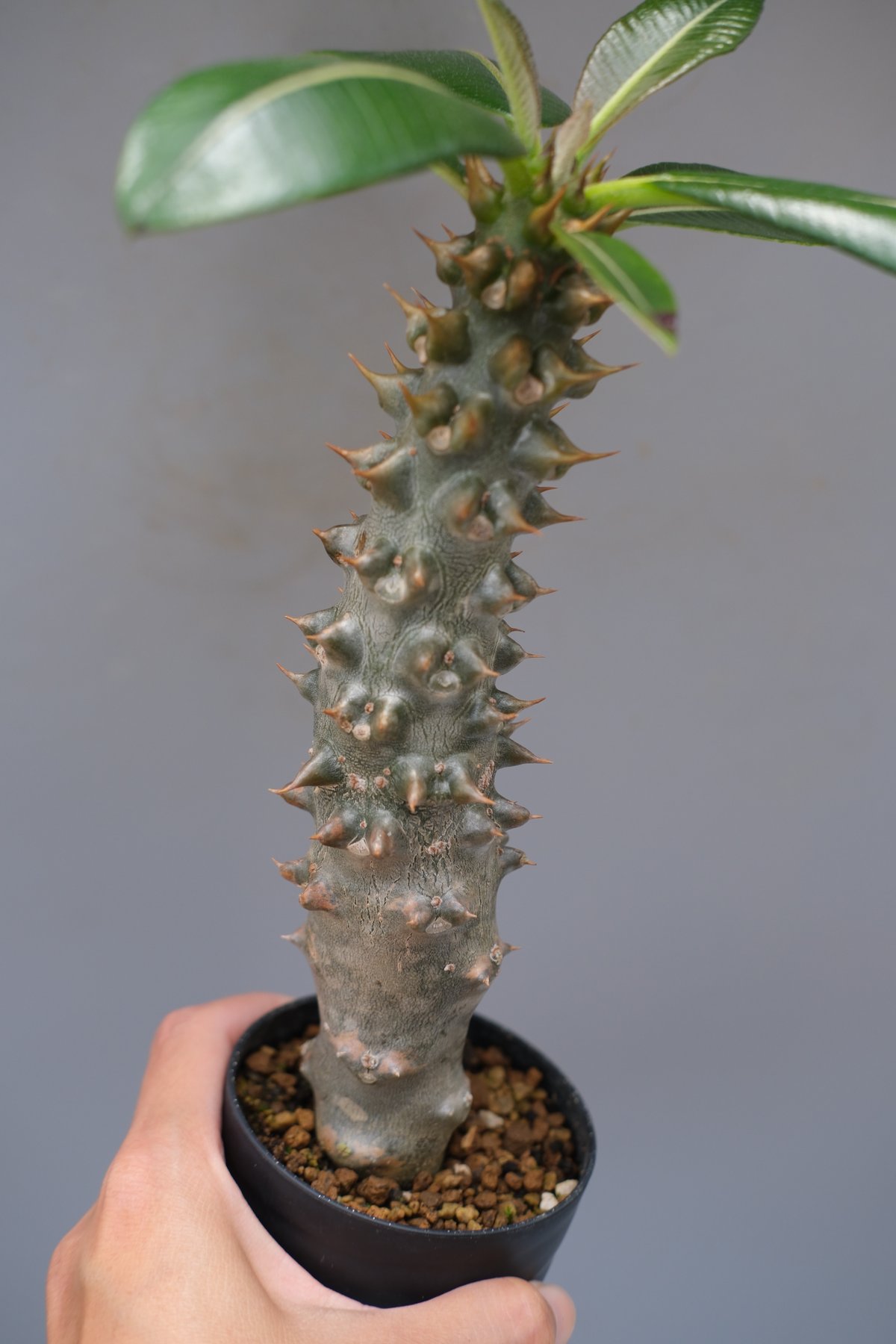 パキポディウム バロニー実生株035 Pachypodium baronii | Sunny