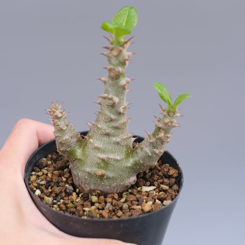 パキポディウム　ウィンゾリー　2020年実生 パキポディウム ウィンゾリー 実生株 028 Pachypodium windsorii |