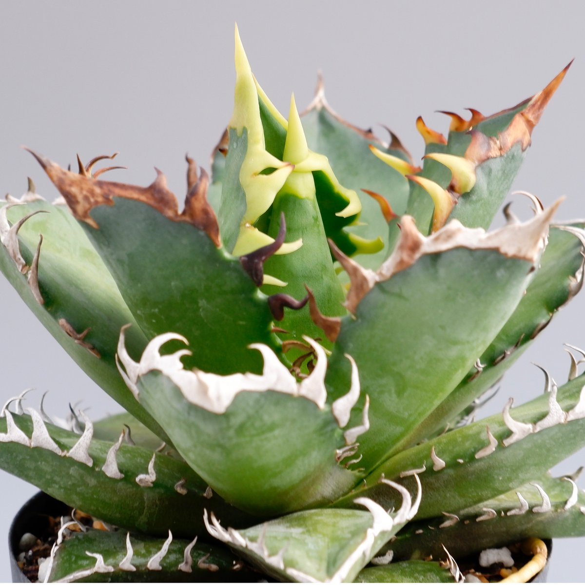 アガベ チタノタ レッドキャットウィーズル Agave titanota Red
