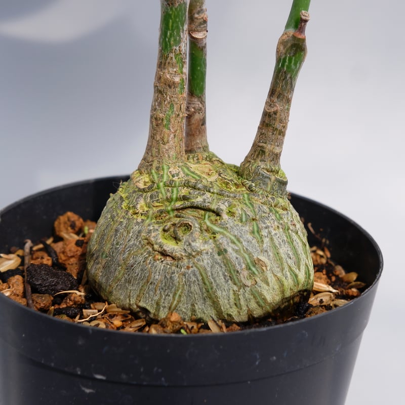 まんまる型 プセウド ボンバックス 024 Pseudobombax ellipticum