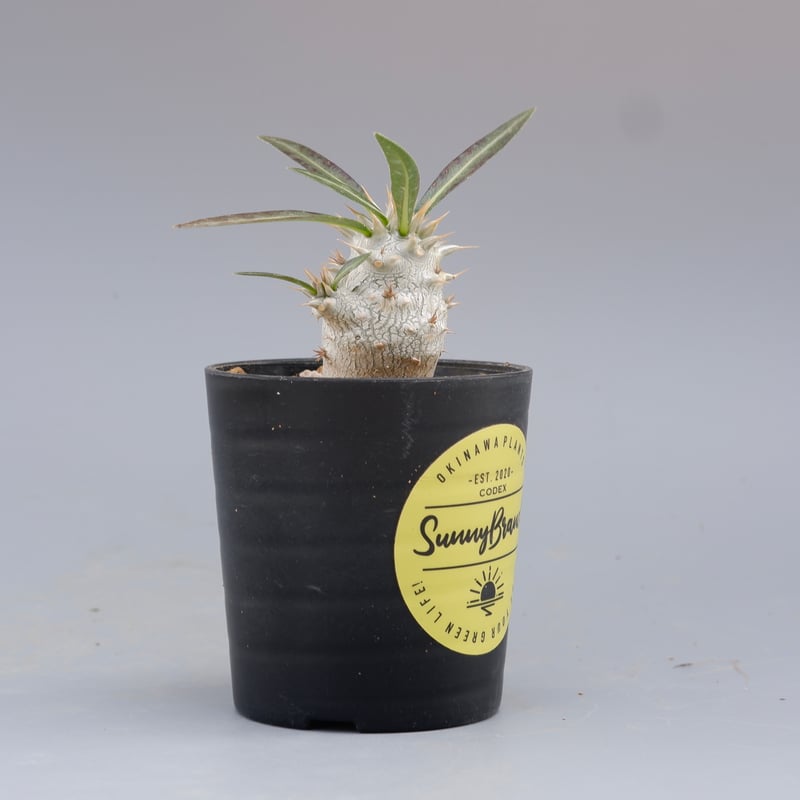 パキポディウム ホロンベンセ 実生株 002 Pachypodium horombense |