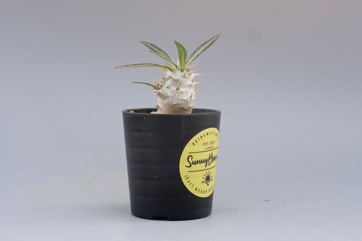 パキポディウム ホロンベンセ 実生株 002 Pachypodium horombense |