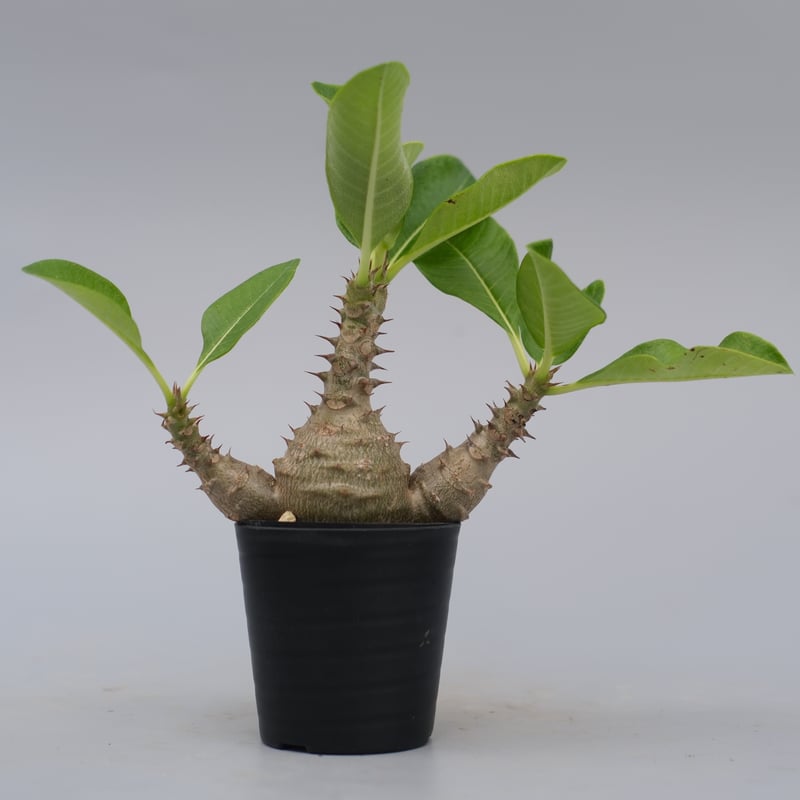 パキポディウム ウィンゾリー 実生株 074 Pachypodium windsorii |