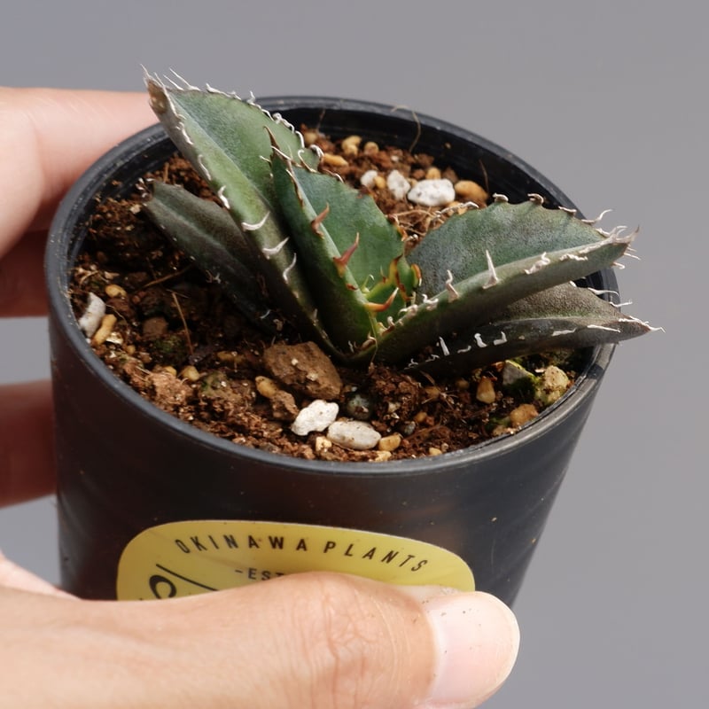 アガベ チタノタ 白鯨 070 Agave titanota white whale | Su