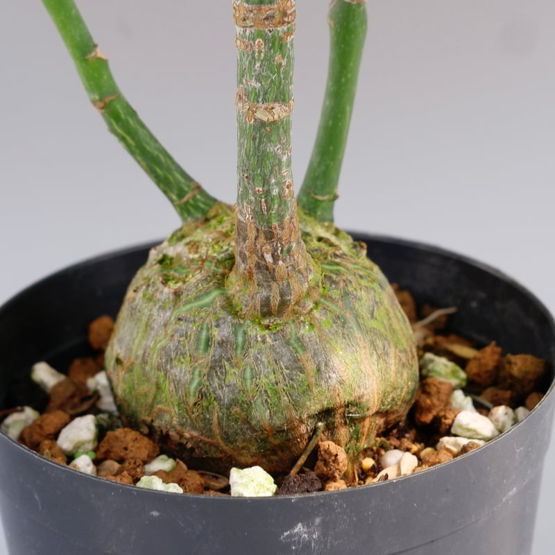 まんまる型 プセウド ボンバックス 034 Pseudobombax ellipticum |