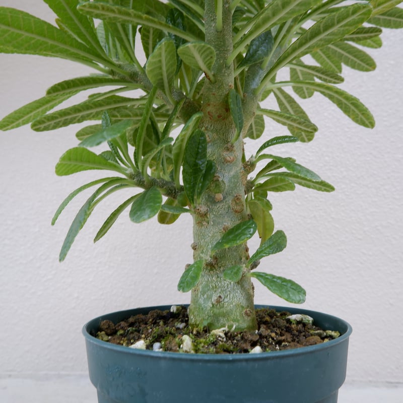 ドルステニア　ギガス(2) 5寸 ドルステニア ギガス002 Dorstenia gigas | Sunny Branch