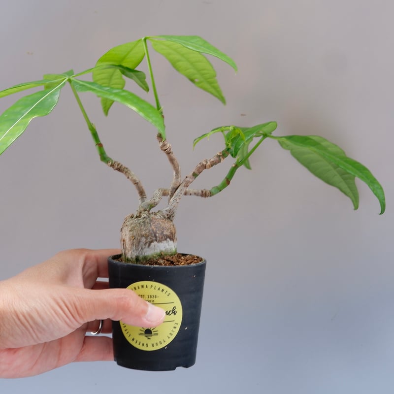 パキラ 曲がり仕立て 014 Pachira | Sunny Branch