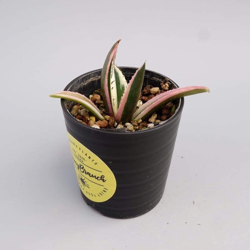 アガベ チタノタ スナグルトゥース Agave titanota Snaggle アガベ チタノタ スナグルトゥース Agave titanota Snaggle