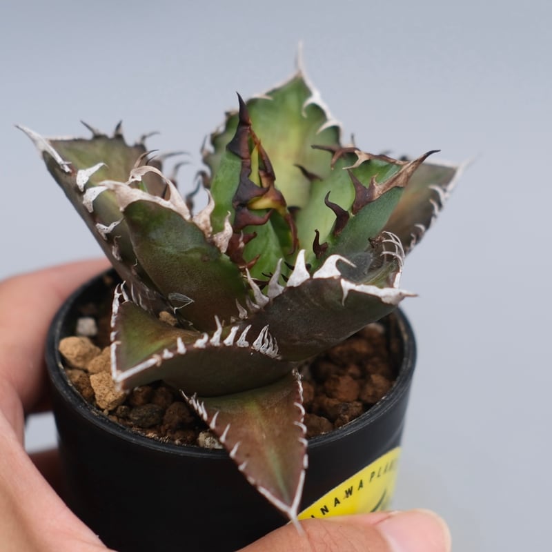 アガベ チタノタ レッドキャットウィーズル Agave titanota Red Catwee