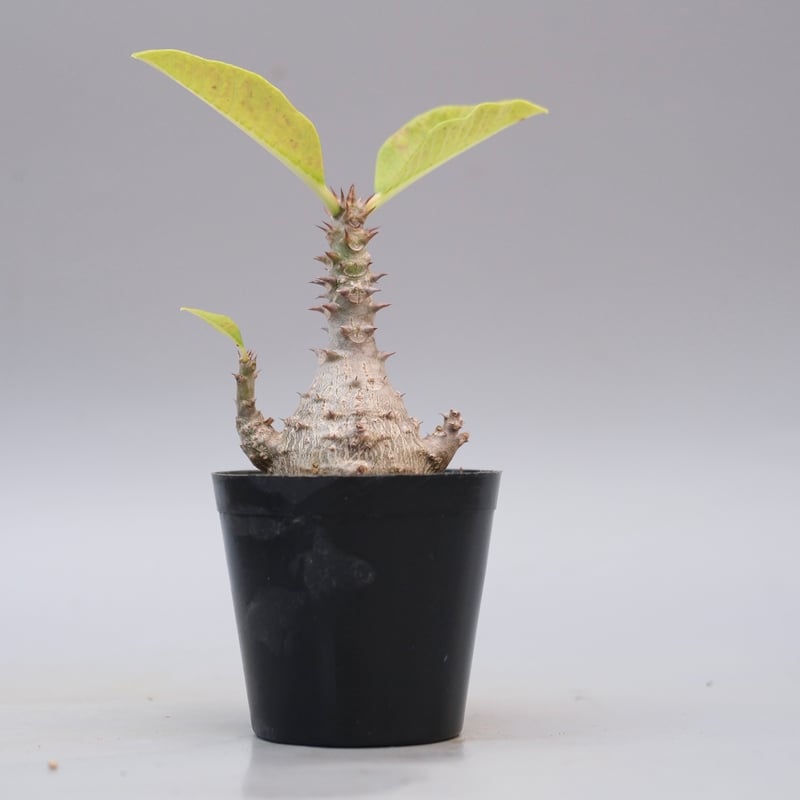 パキポディウム ウィンゾリー Pachypodium windsorii 実生① パキポディウム ウィンゾリー 実生株 126 Pachypodium windsorii |