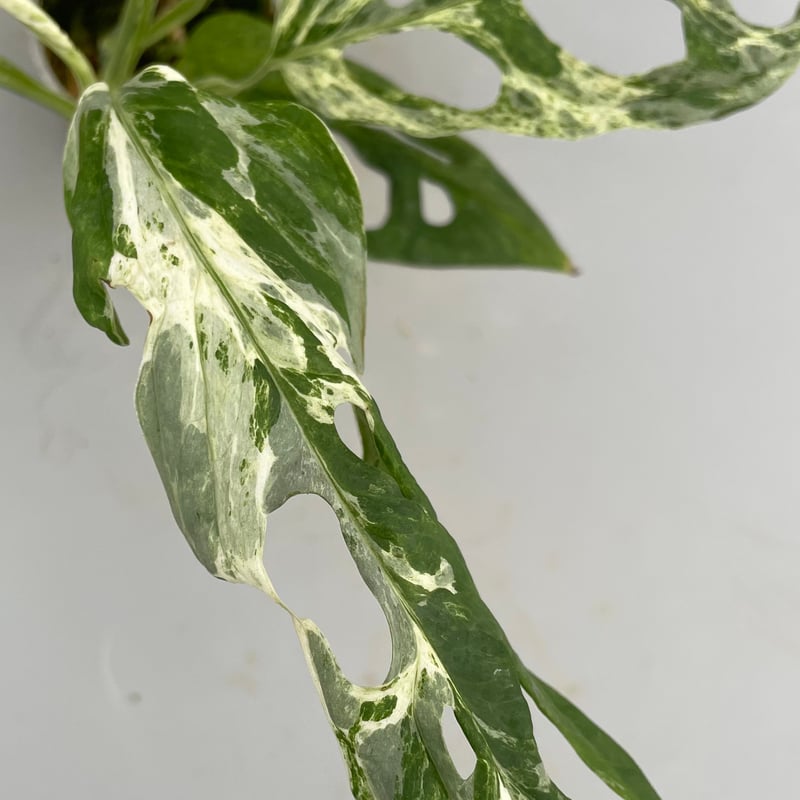 モンステラ アダンソニー バリエガータ ミント 斑入り Monstera