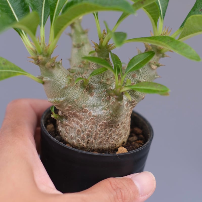 パキポディウム ウィンゾリー 実生株 088 Pachypodium windsorii |